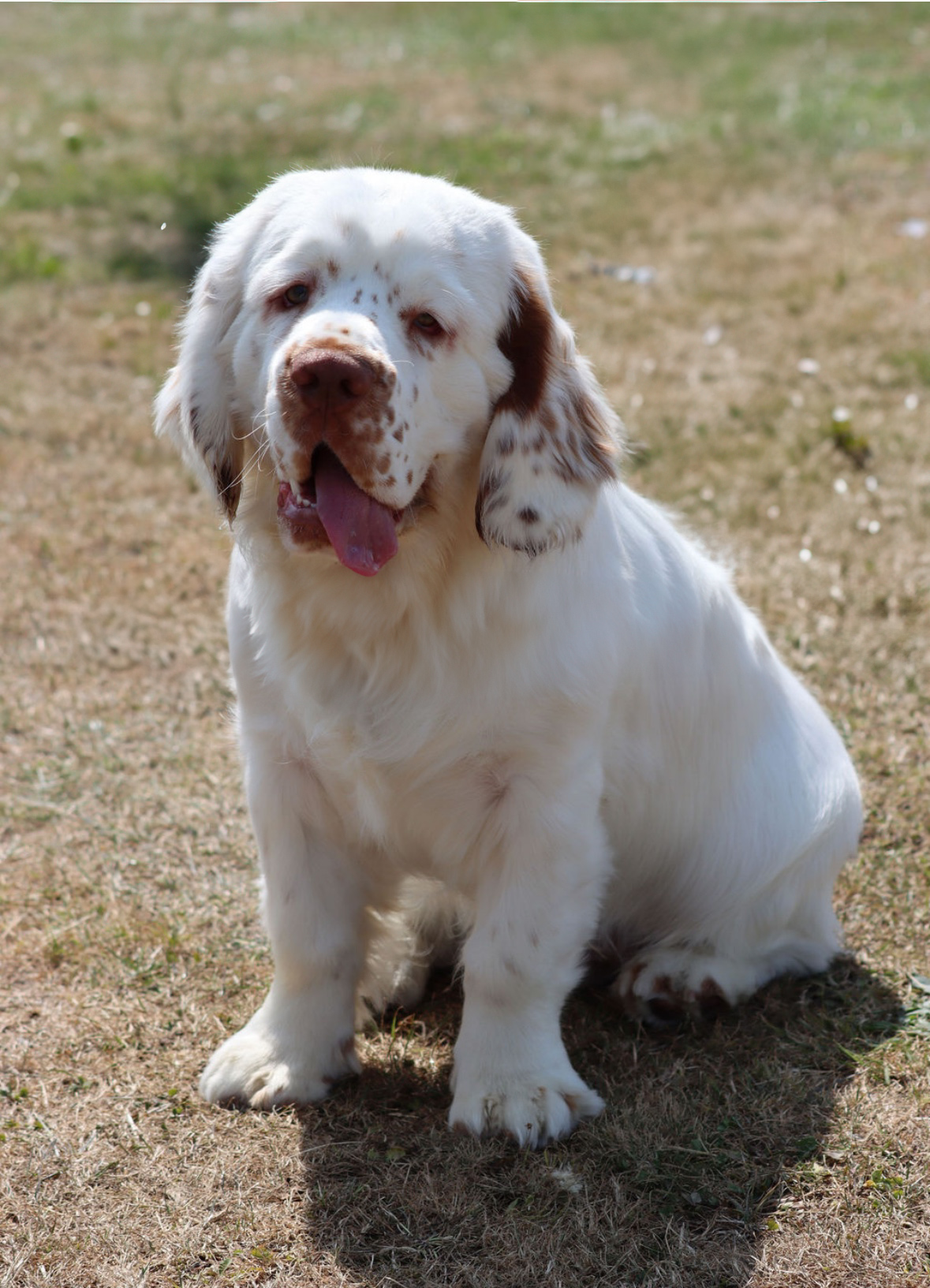 Dog walker st osyth prices
